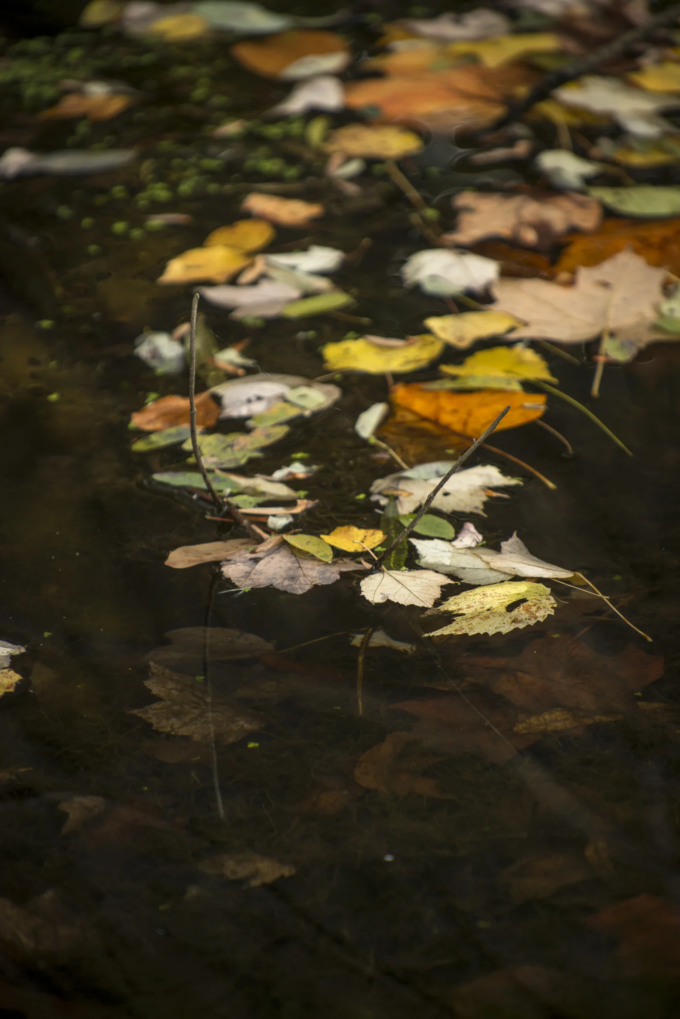 Longwood Meadow_6268.jpg