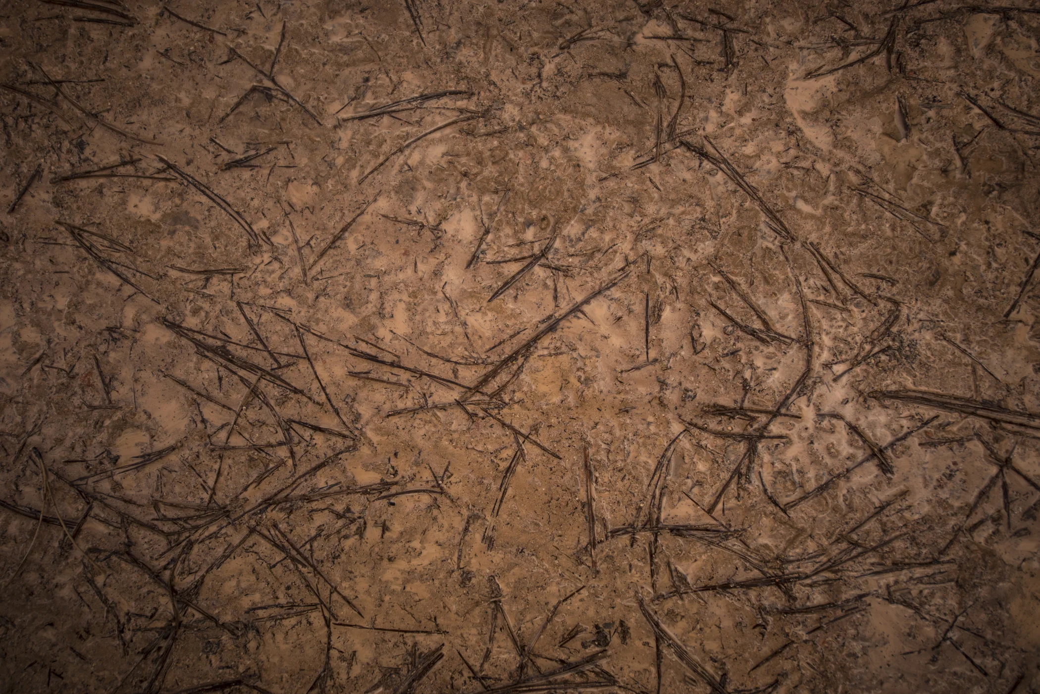 Sedimentary Creek Bed