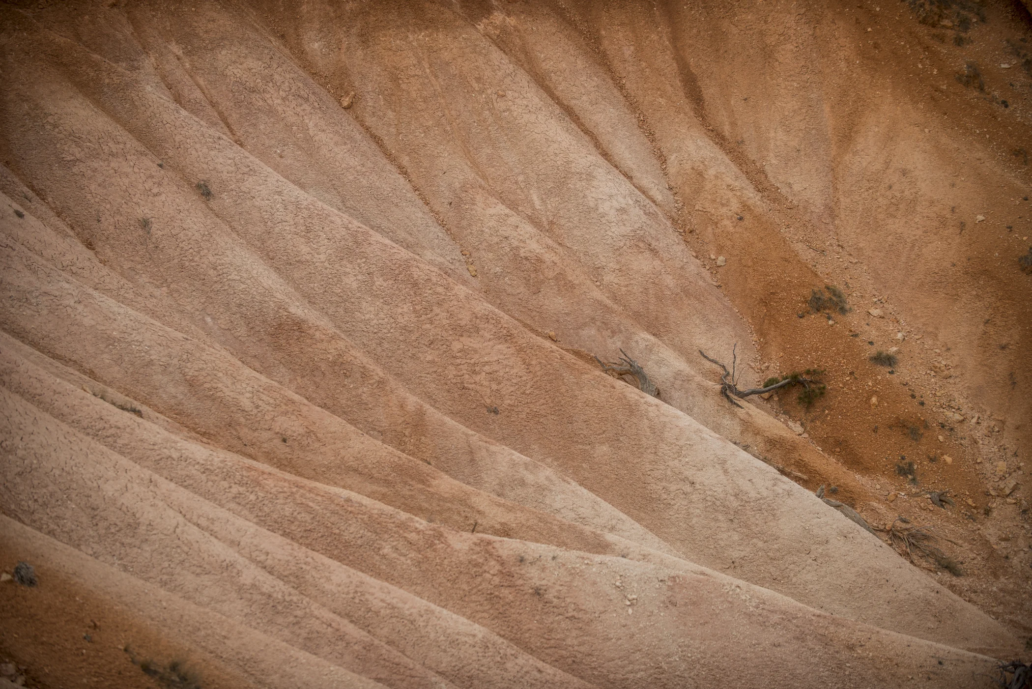 _D807286.jpg