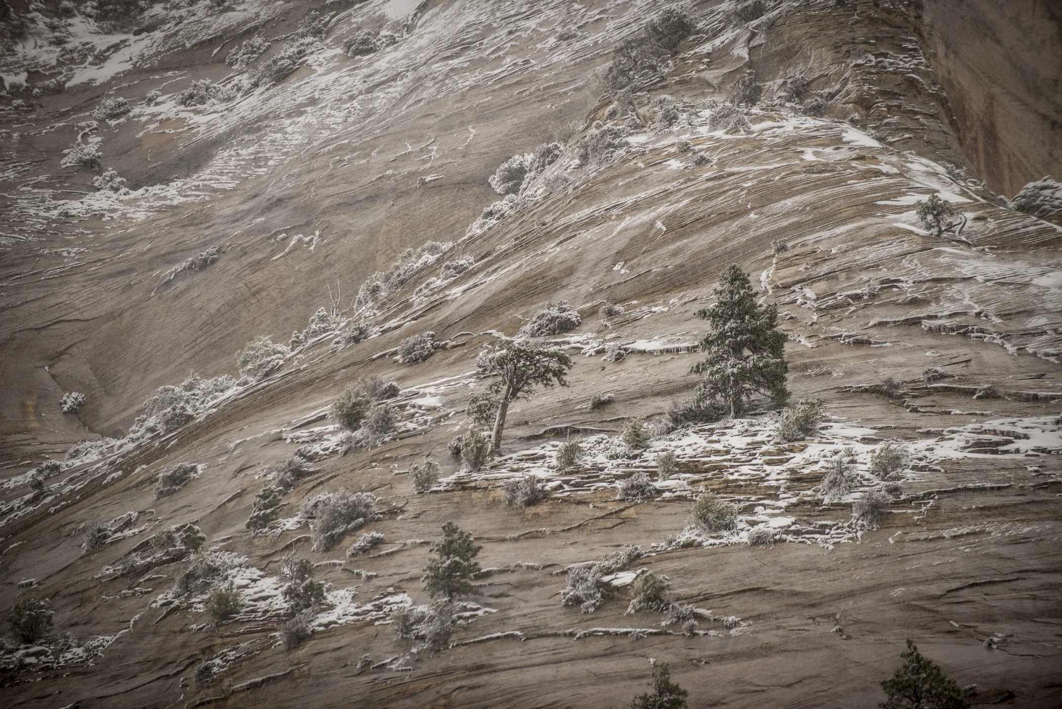 _D807478.jpg