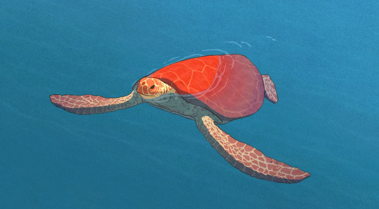 The Red Turtle - December