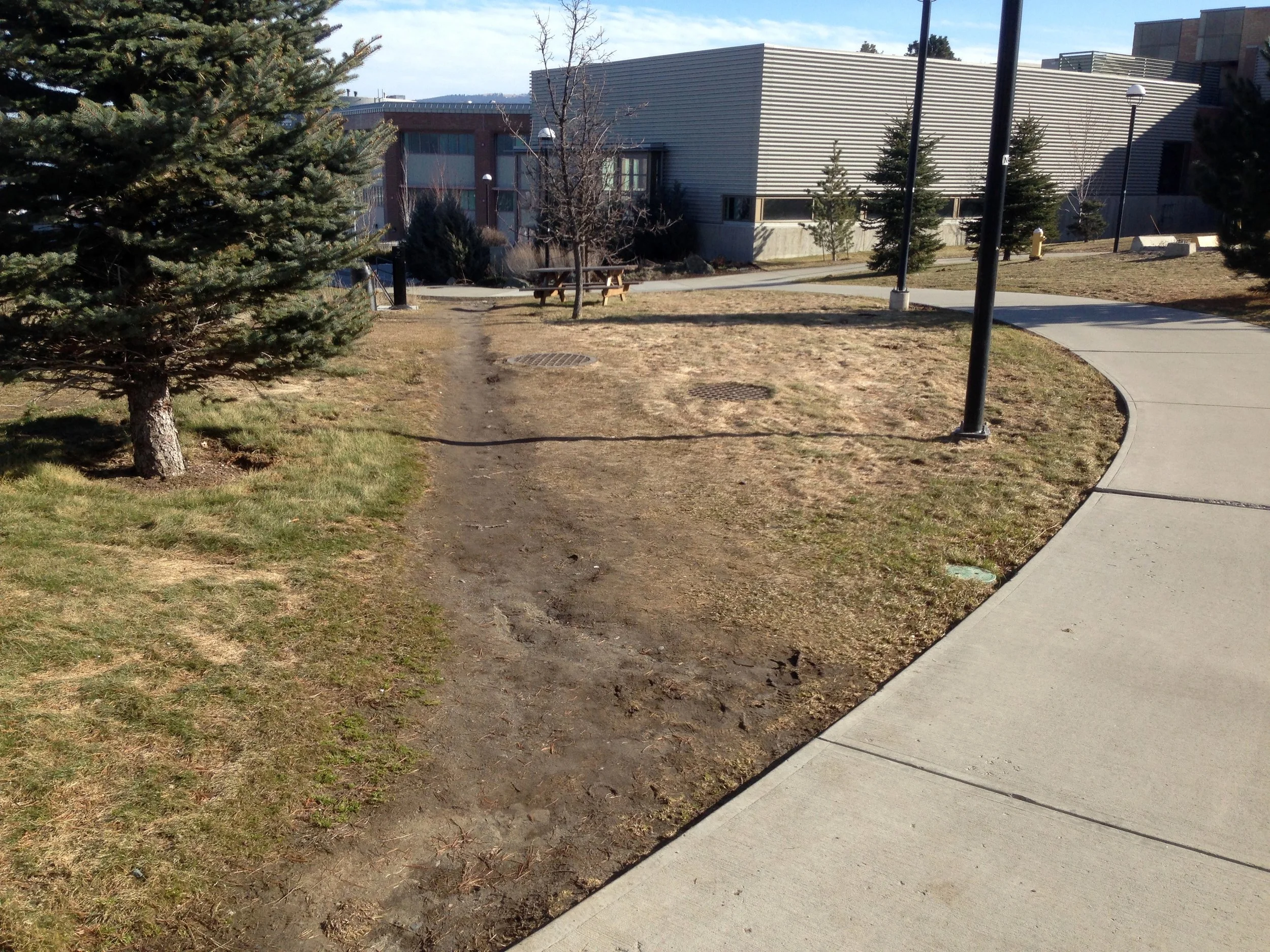 An example of damage which can occur to landscaping without appropriate planning for foot traffic.