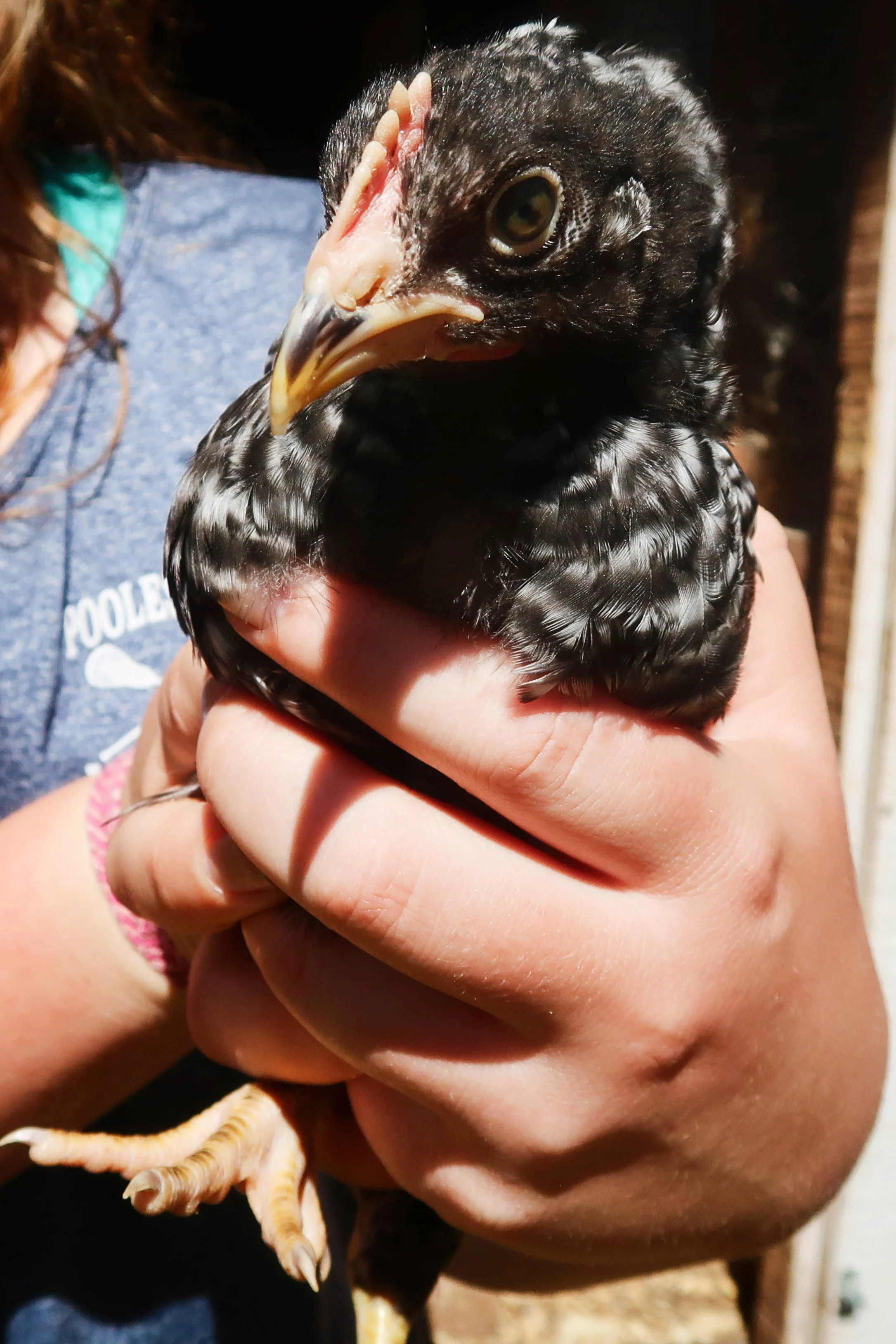 Watershed Cafe, Blog Post on Egg Supplier