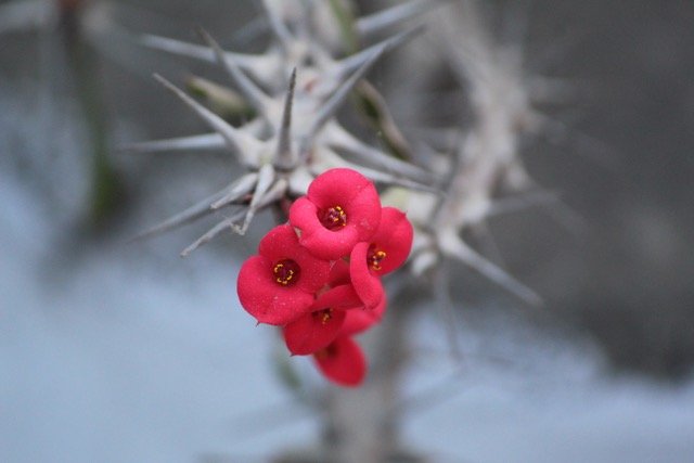euphorbia-milii-1941619.jpeg