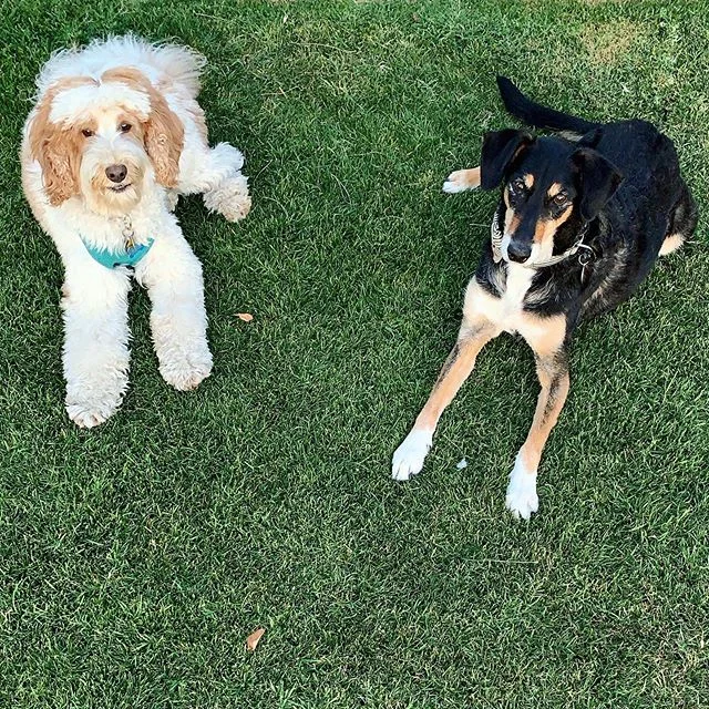 Breaking News: These characters were complicit in the murder of a small bird this week.
.
After the witness (me) had finally stopped screaming and the victim’s body was removed from the scene (by Mr. Pepper), both suspects were questioned and the ringleader was overheard saying, “Would she believe us if we pretend like I thought it was a chew toy?”
.
They have since issued a statement that officially changes their status from best friends to business partners, and the local bird covey has put the entire area on neighborhood watch.
.
No word yet on their expected sentence, but evening bike rides have been revoked until further notice.
.
Full story coming soon on @meetthepeppers. [stop]
.
#ontheroad #pepperadventure #hometownstories #puppylove #doodledog #rescuepup #sadiemaepepper