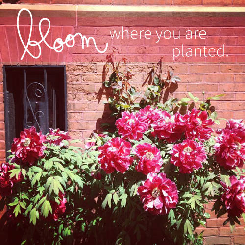 bloom-where-you-are-planted.png
