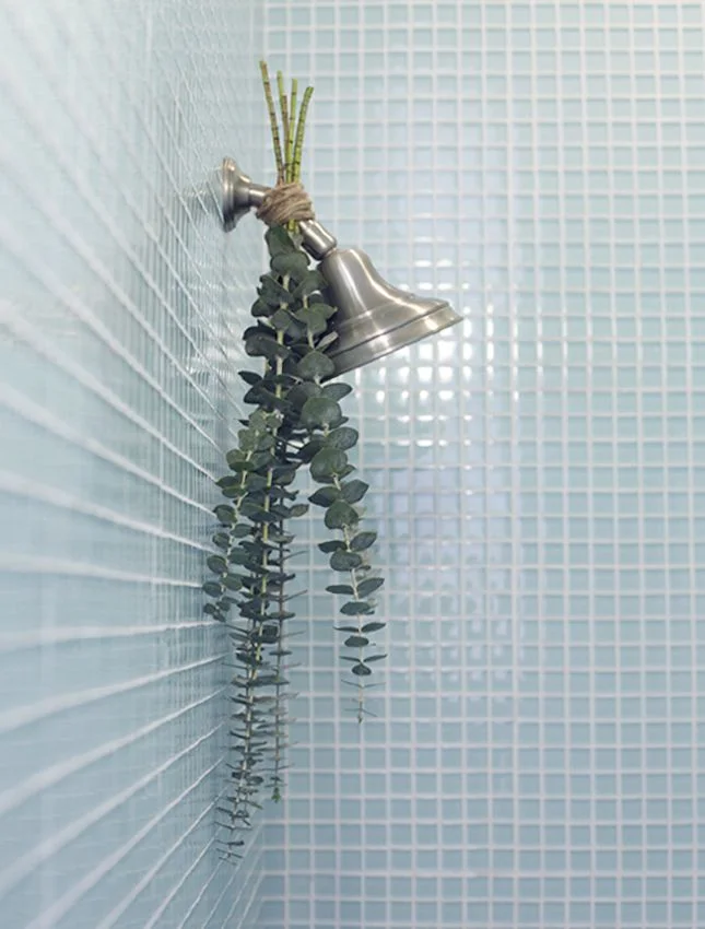 eucalyptus.jpg