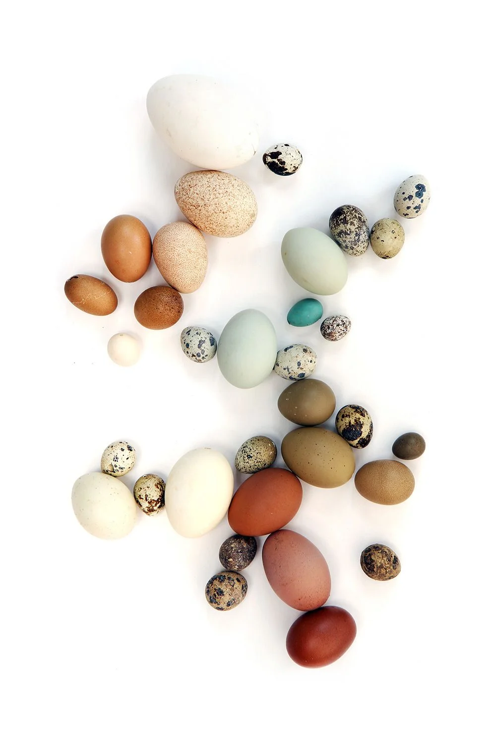 beautiful-eggs2.jpg