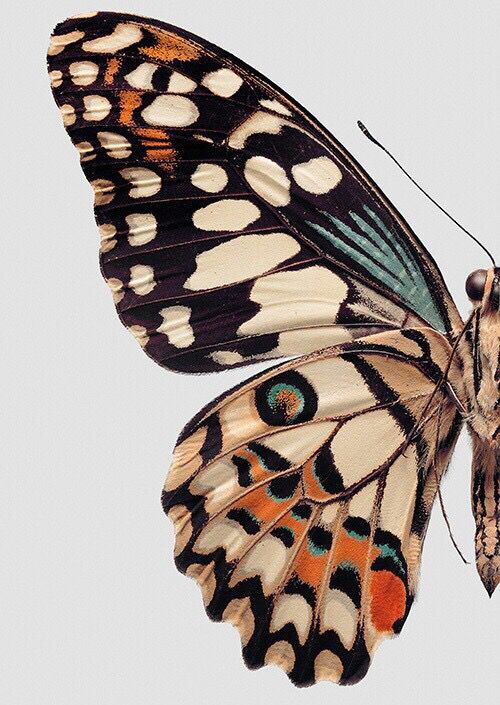 butterfli.jpg