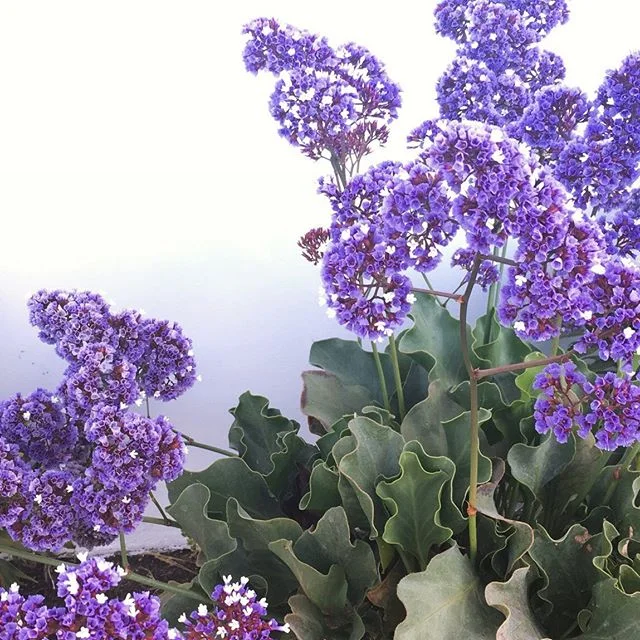 I’ve noticed that I’m ok with more white space than usual lately. 🙌🏼 Blank pages, empty afternoons, and pared-down belongings.
.
“Breathing room,” I tell myself. .
Spirit responds: “Breath is a process of exhale and then expansion.”
.
I understand that both are needed to make the whole oxygen thing work, but I’ve been hovering in that place where it feels like every ounce of air has been pressed out of my chest. Seems to be a mixture of low-grade anxiety, combined with clinging to the hope that my lungs (and maybe my life?) are ready to be filled up again.
.
This thought came to me in yoga yesterday: .
Gaspy breaths are okay for heavy exertion or harder moments, but when your body is still, it’s a chance to slow the exhales so that you can fill yourself back up with more intention than before.
.
SO, I’m letting my gaspiness give way to a pace that’s more peaceful this morning. The ins and outs of life continue to be my practice, but keeping my hands in prayer pose certainly helps to keep me focused. 🙏🏼
.
We’re still nomads til next month (with a total of 14 wks behind us!) so doing my best to sink my roots into the truth until we‘re back on #BelmontShore sand. ✨ .
#inlongbeachasitisinheaven #flavorfullife #ontheroad #letsadventure #sheisfree #colorlove #bloomyellow #quiettime #gritandvirtue #lovewhereyoulive #lovelongbeach #happythankyoumoreplease