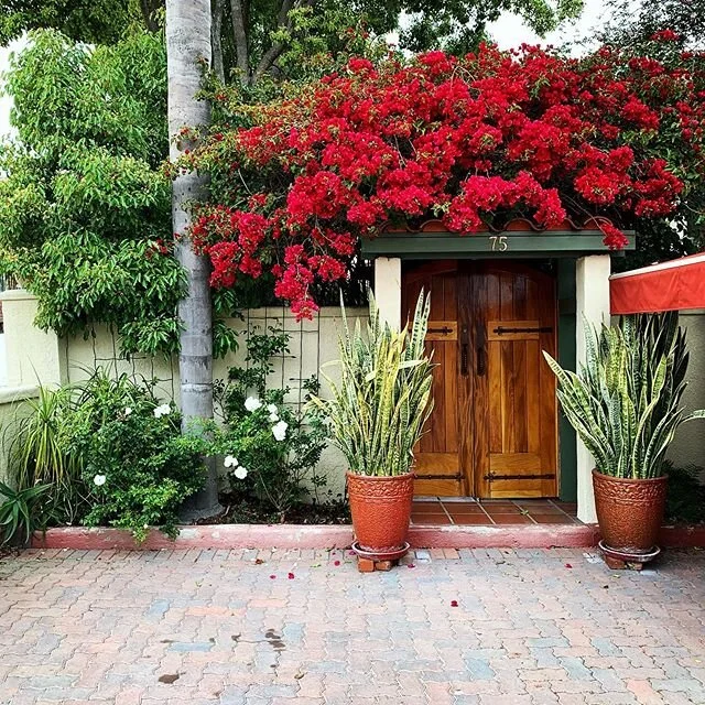 Morning walks giving me a fresh perspective on gratitude each day. 🌺 Making a list of the bright spots, bc that’s what carries me thru an otherwise bleak-feeling week. .
✨I love bright pink bougainvillea.
✨I love my stack of books.
✨I love my new work project with @glitterandgrace.
✨I love that I can still run and rollerblade.
✨I love that we are hosting long-distance @playlinkee for happy hour tonight. ✨I love using @marcopoloapp to keep up with family.
✨I love my RTT meditation and thoughtwork and prayer to keep my mind from defaulting to anxiety.
✨I love Long Beach and my neighborhood and the communal “family” on our street. .
Still so much to feel thankful for despite the circumstances and would to hear what is brightening your week! ❤️