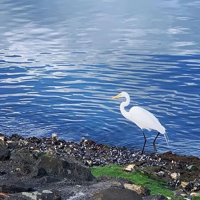 I felt lonely when I went to bed last night, and then again when I woke up this morning. 🙇🏼&zwj;♀️
.
Texted some friends to say hello before heading out on a run and was glad to see this gal ☝🏼was waiting for me at the edge of the marina.
.
She sh