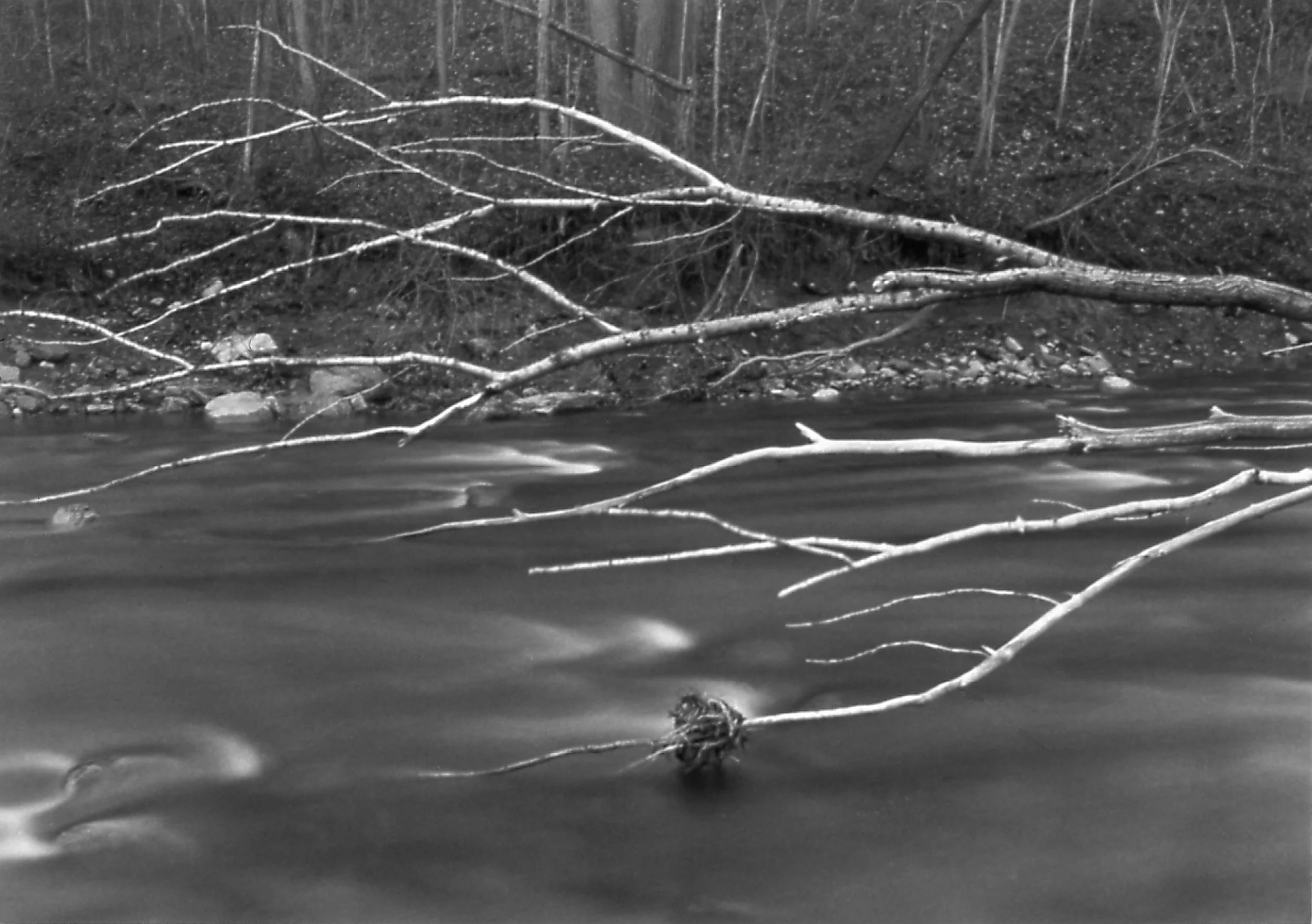 Salmon Creek Portfolio, III.jpg