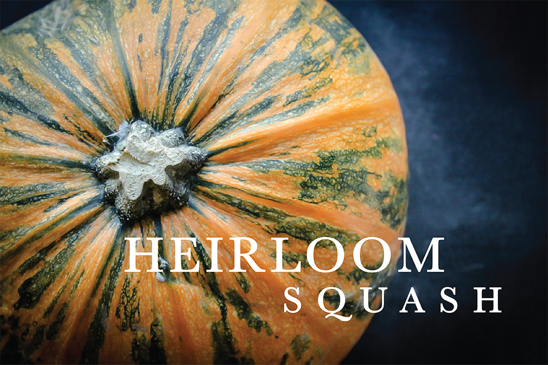 heirloomsquash.png
