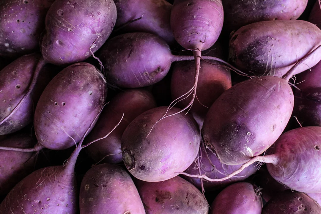 Purple Daikon Radish — Spade & Plow