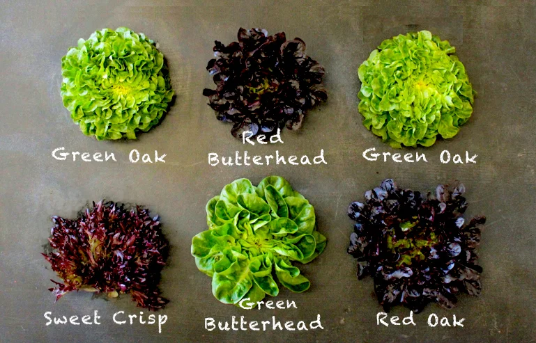 salanova varieties.jpg