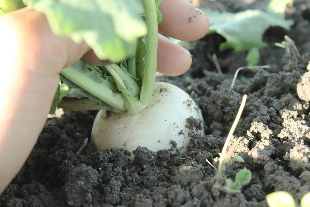 turnips3.jpg