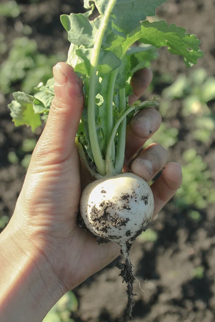 turnips3-2.jpg