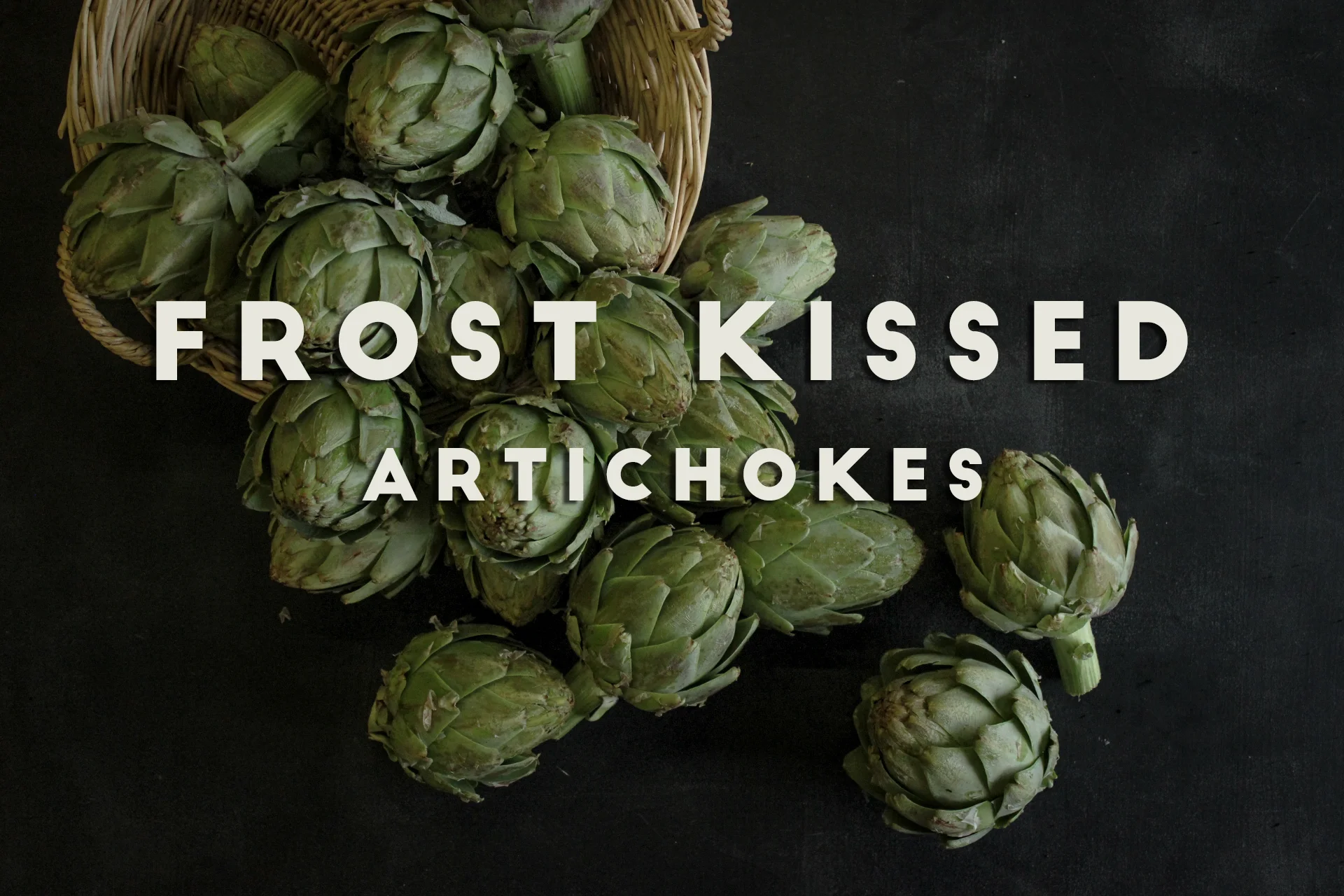 FROST KISSED ARTICHOKES — Spade & Plow