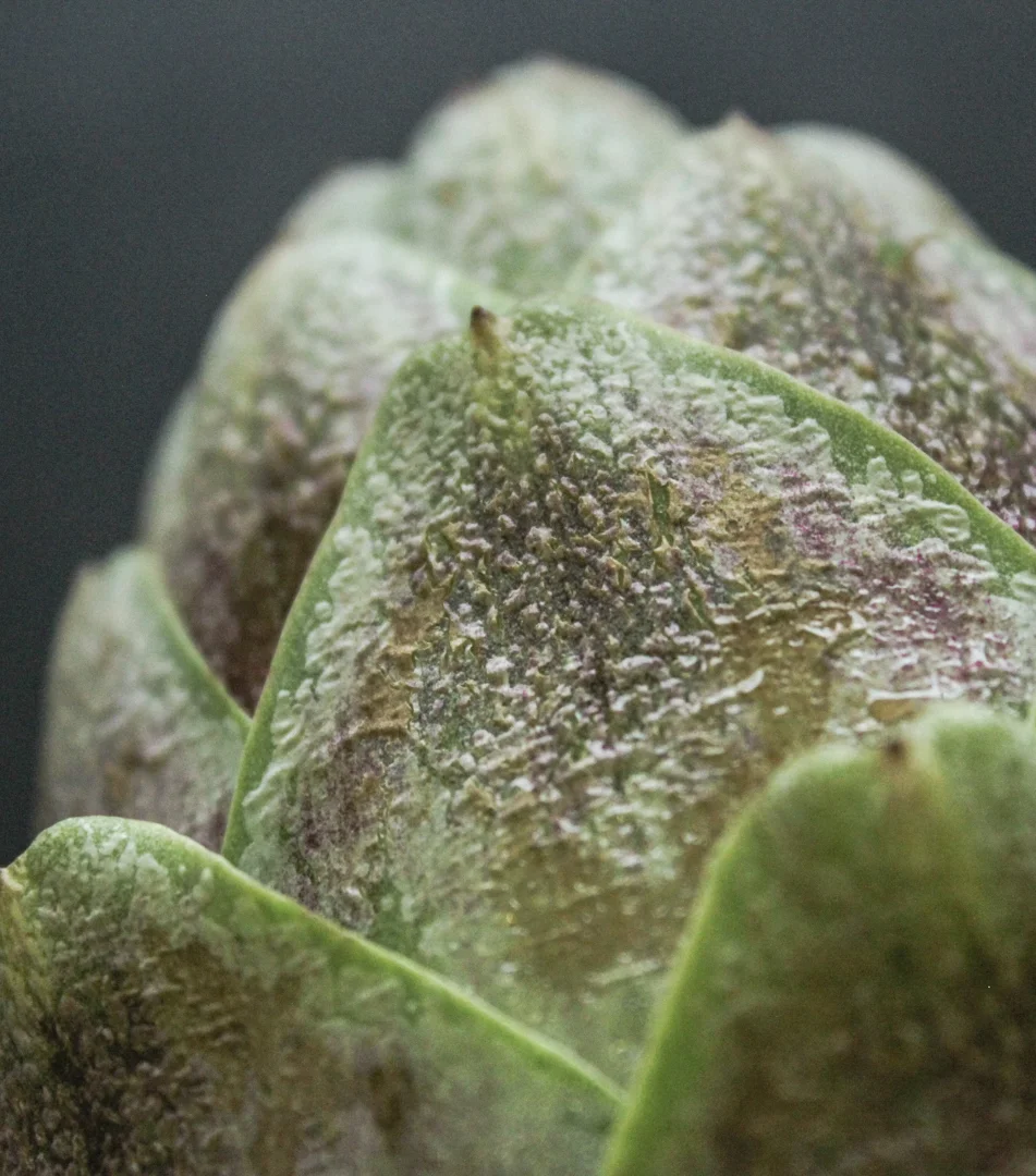 FROST KISSED ARTICHOKES — Spade & Plow