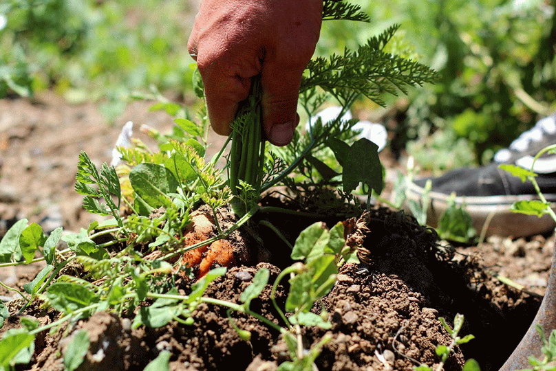 carrots5.gif