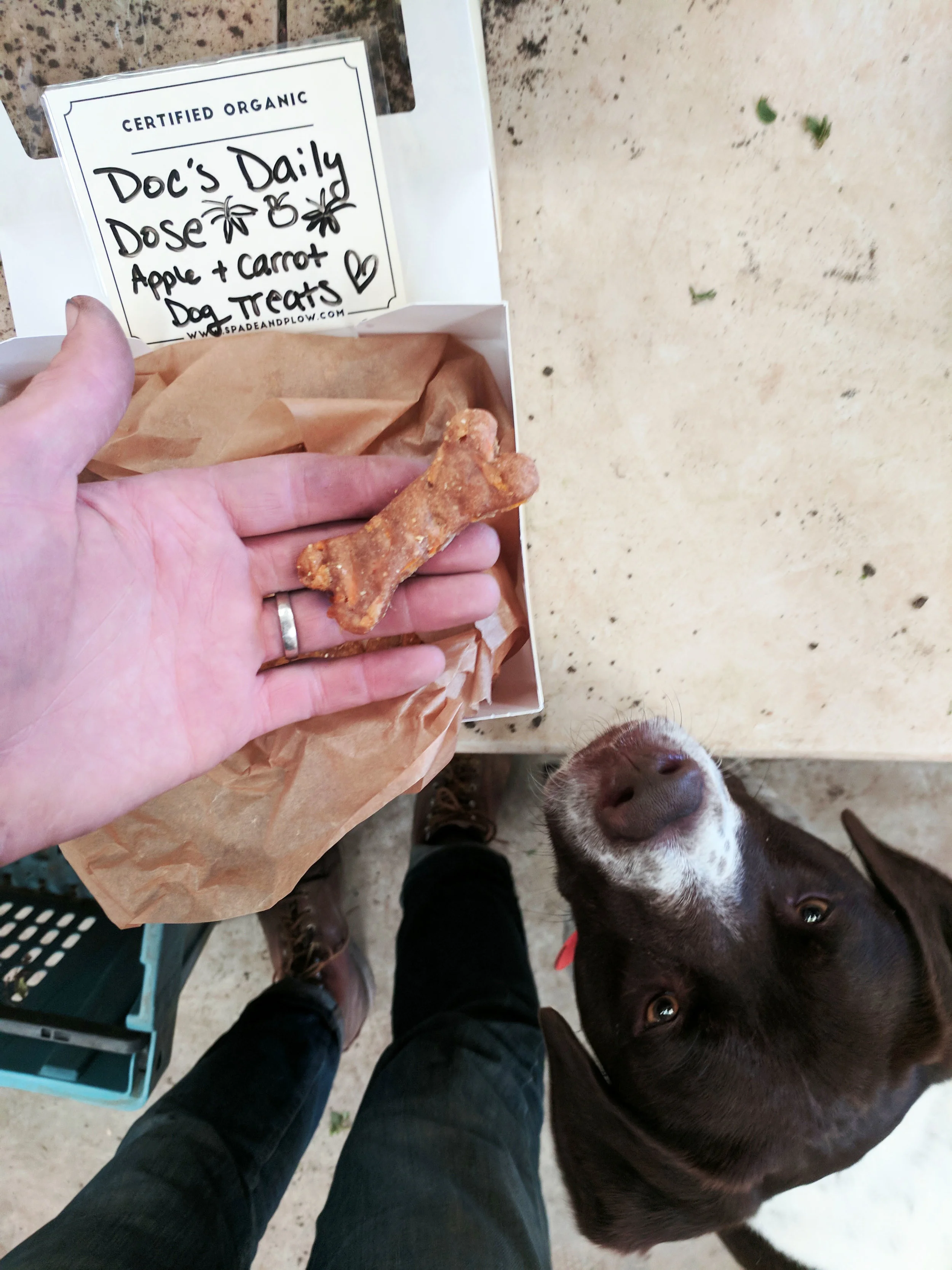 apple and carrot dog treats