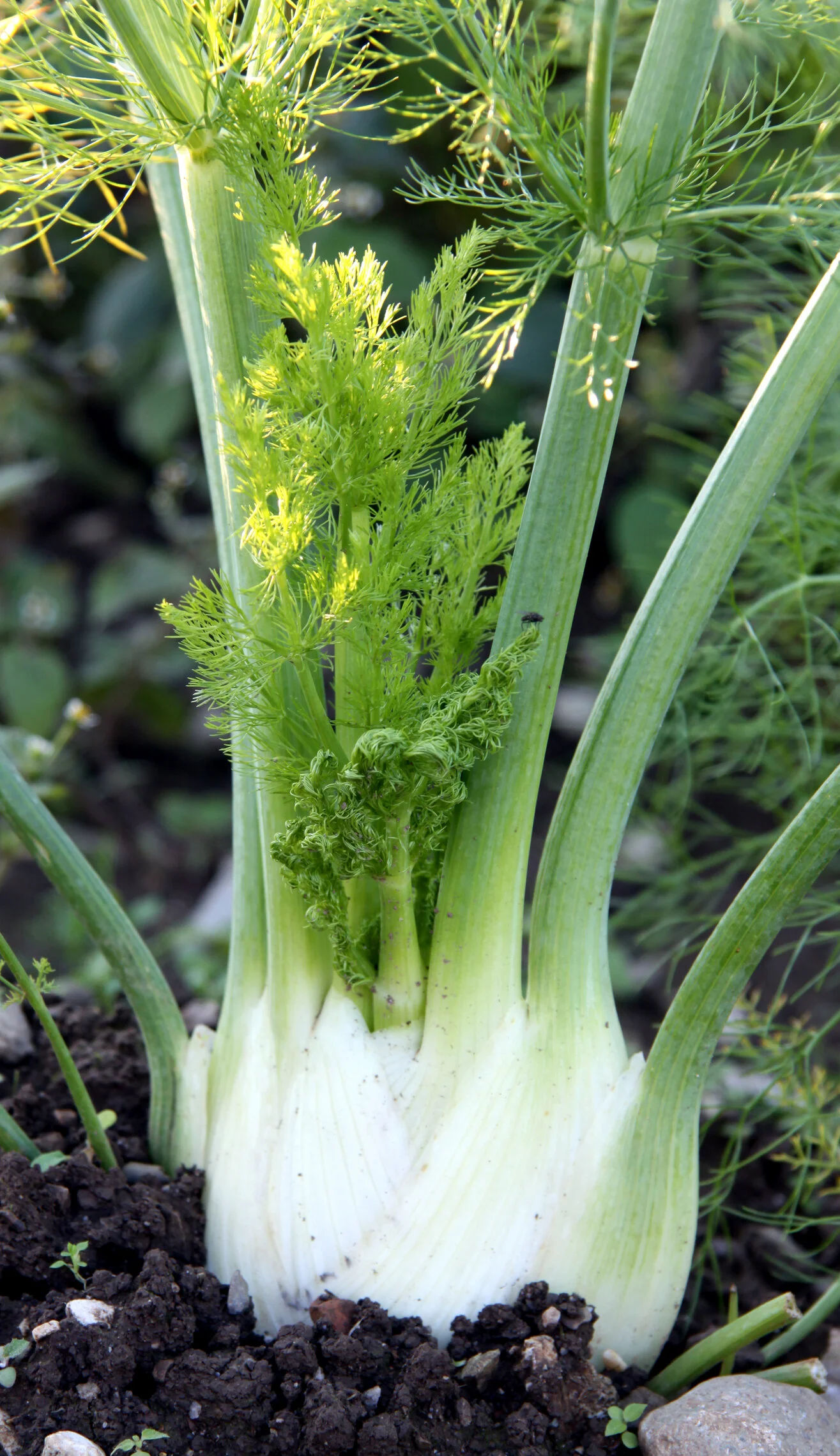 Tuscan Braised Fennel — Spade & Plow