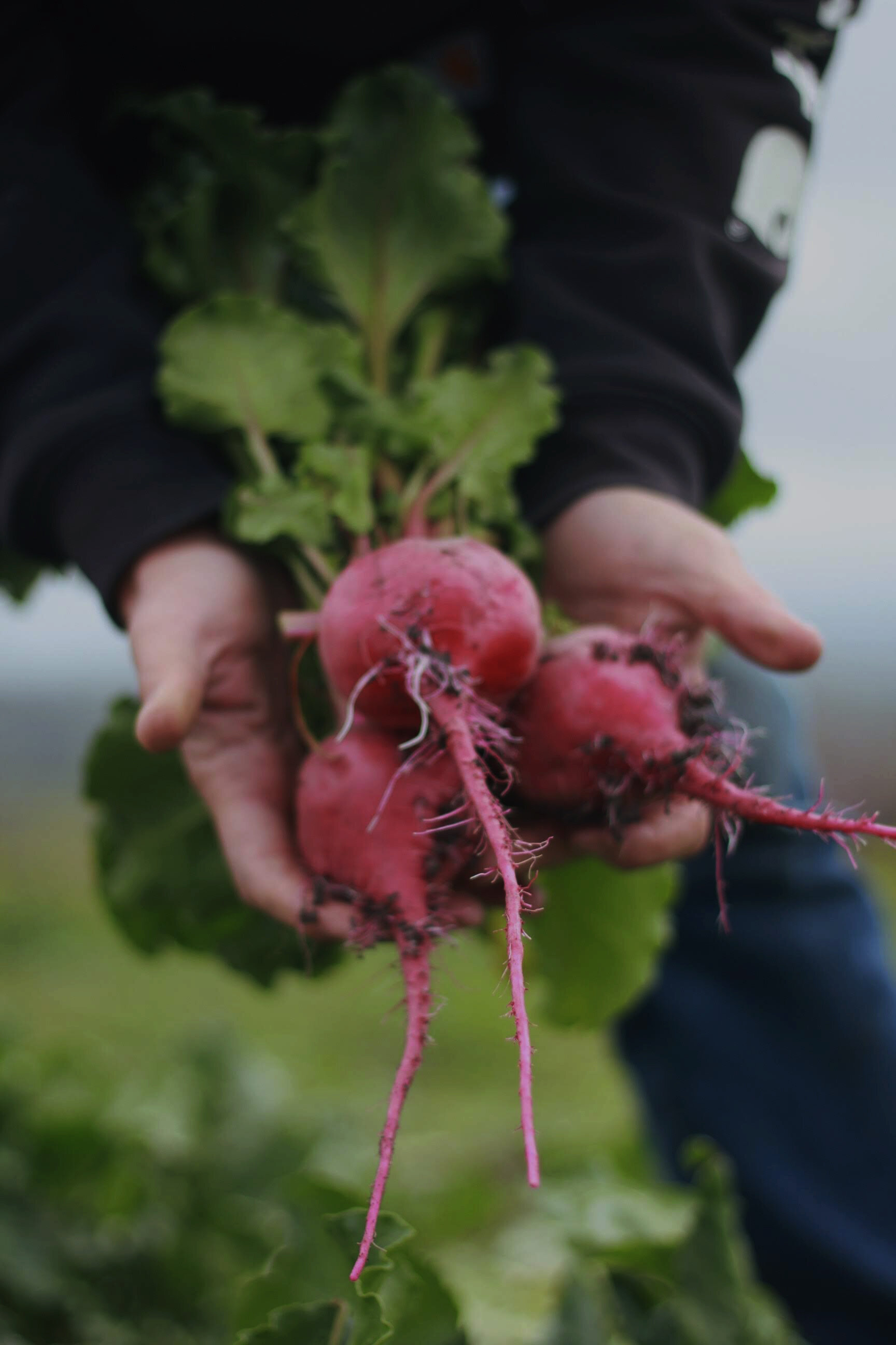 chioggia-beet-salad4.jpg