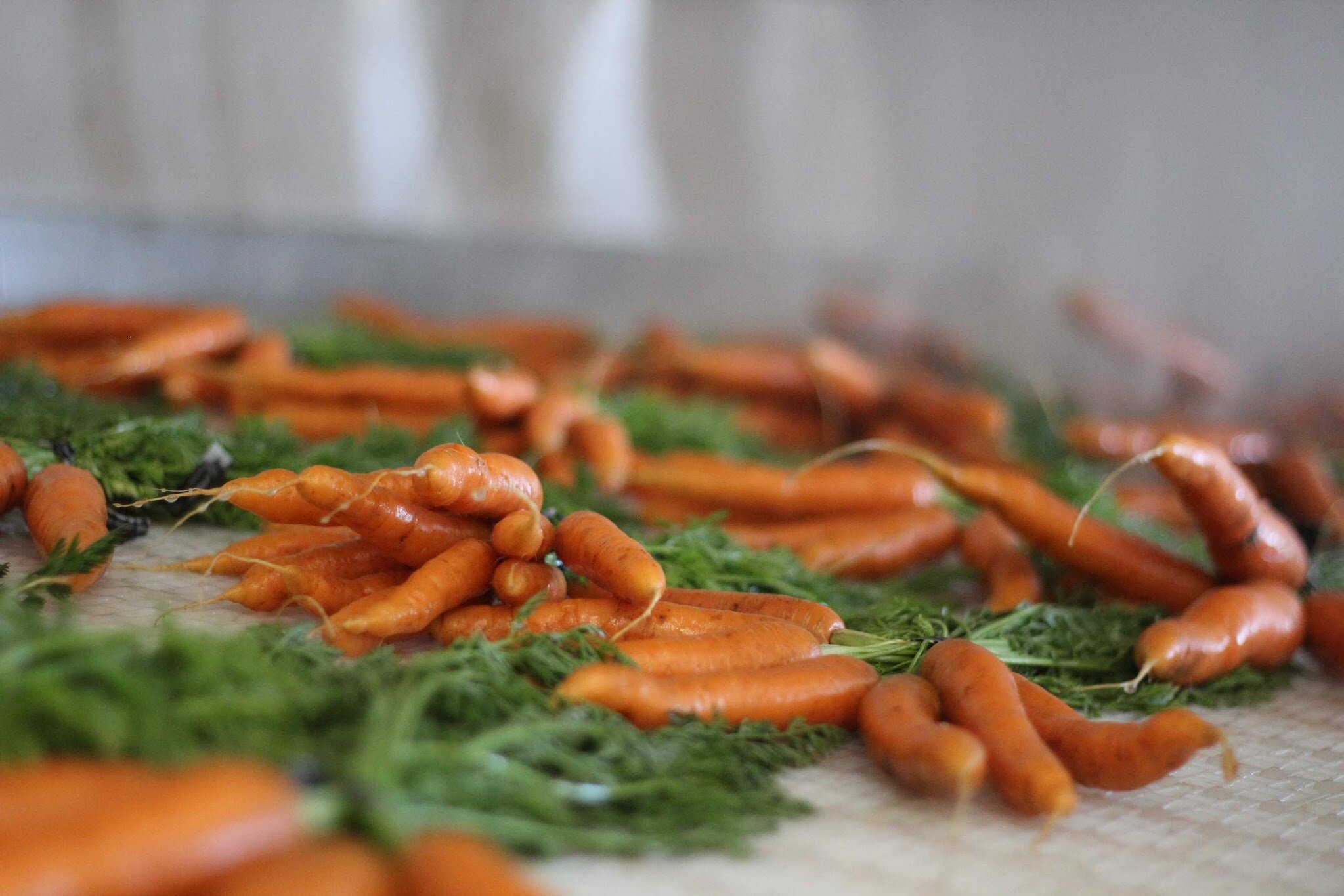 carrots.JPG