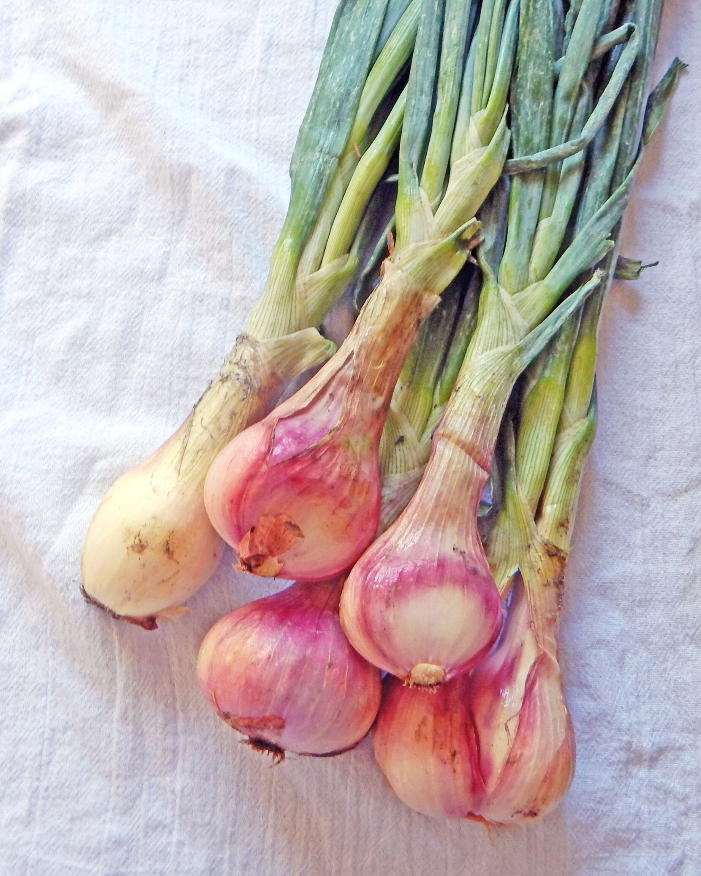 What Are Shallots? (Shallots vs. Onions & Green Onions)