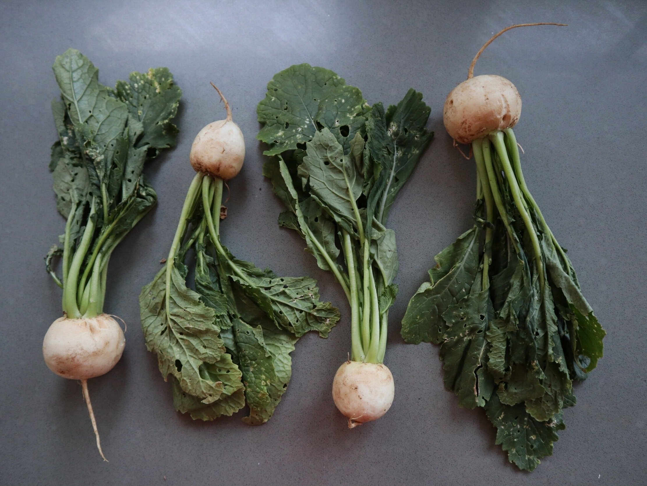 Organic Turnip Greens — Spade & Plow