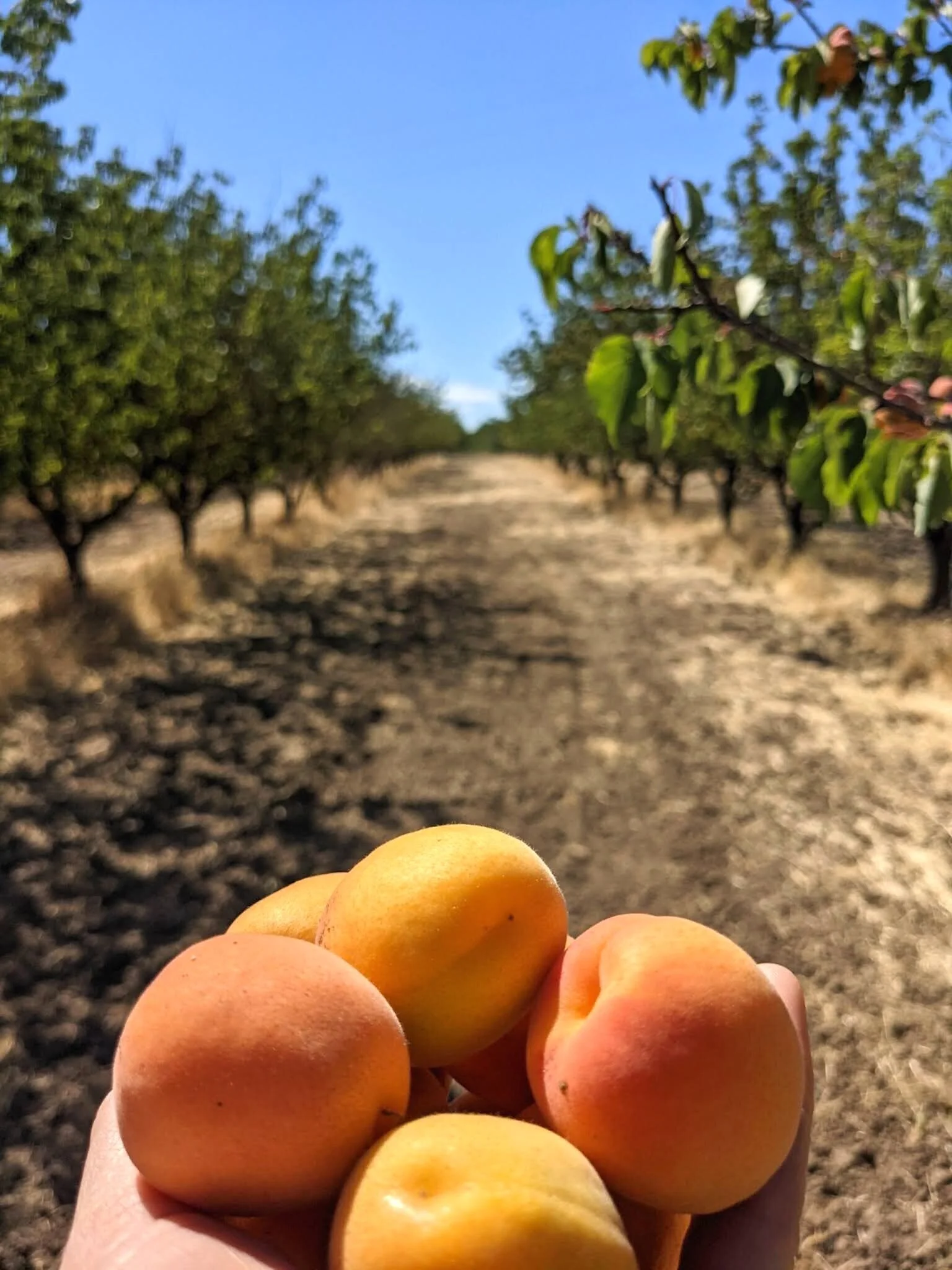 All About Spade & Plow Apricots — Spade & Plow