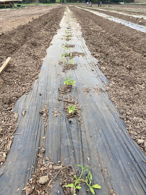 Tomato beds covered with plastic mulch!