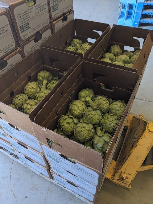 Growing wholesale one artichoke at a time!