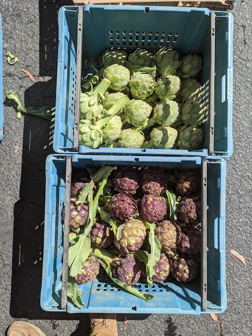 Sending both green and purple artichokes to weekly markets. 