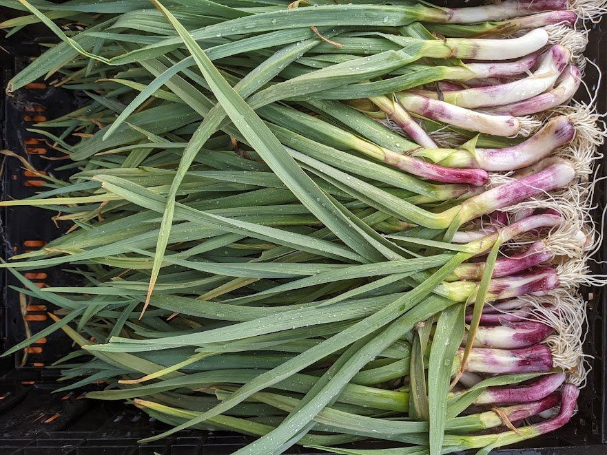Spring garlic in CSA small shares.
