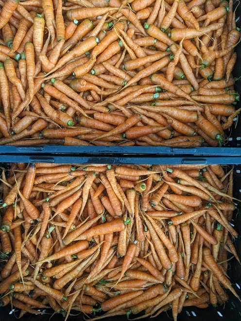 Topping and washing storage carrots.  