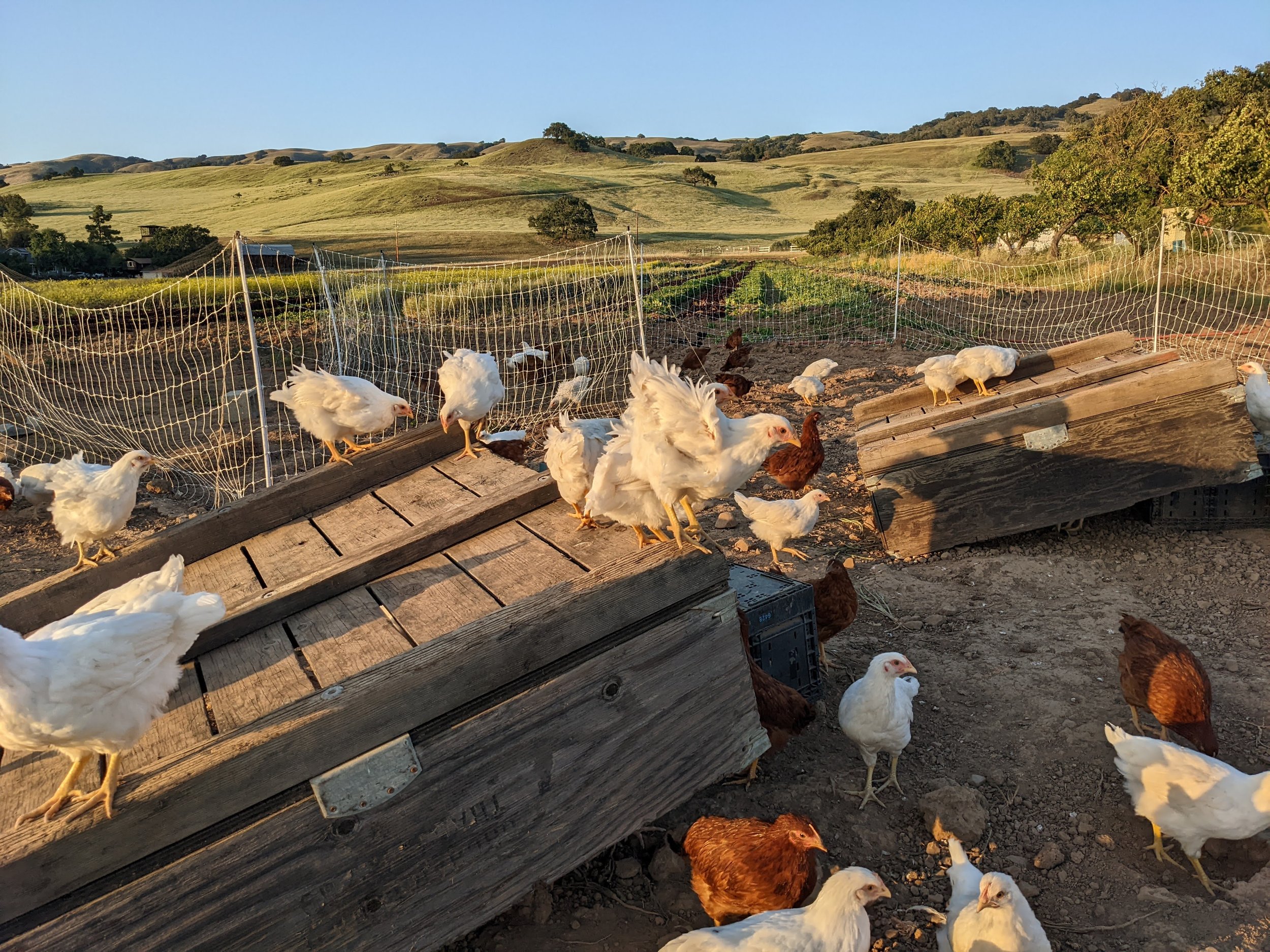 Chickens nearby to see all the fun!