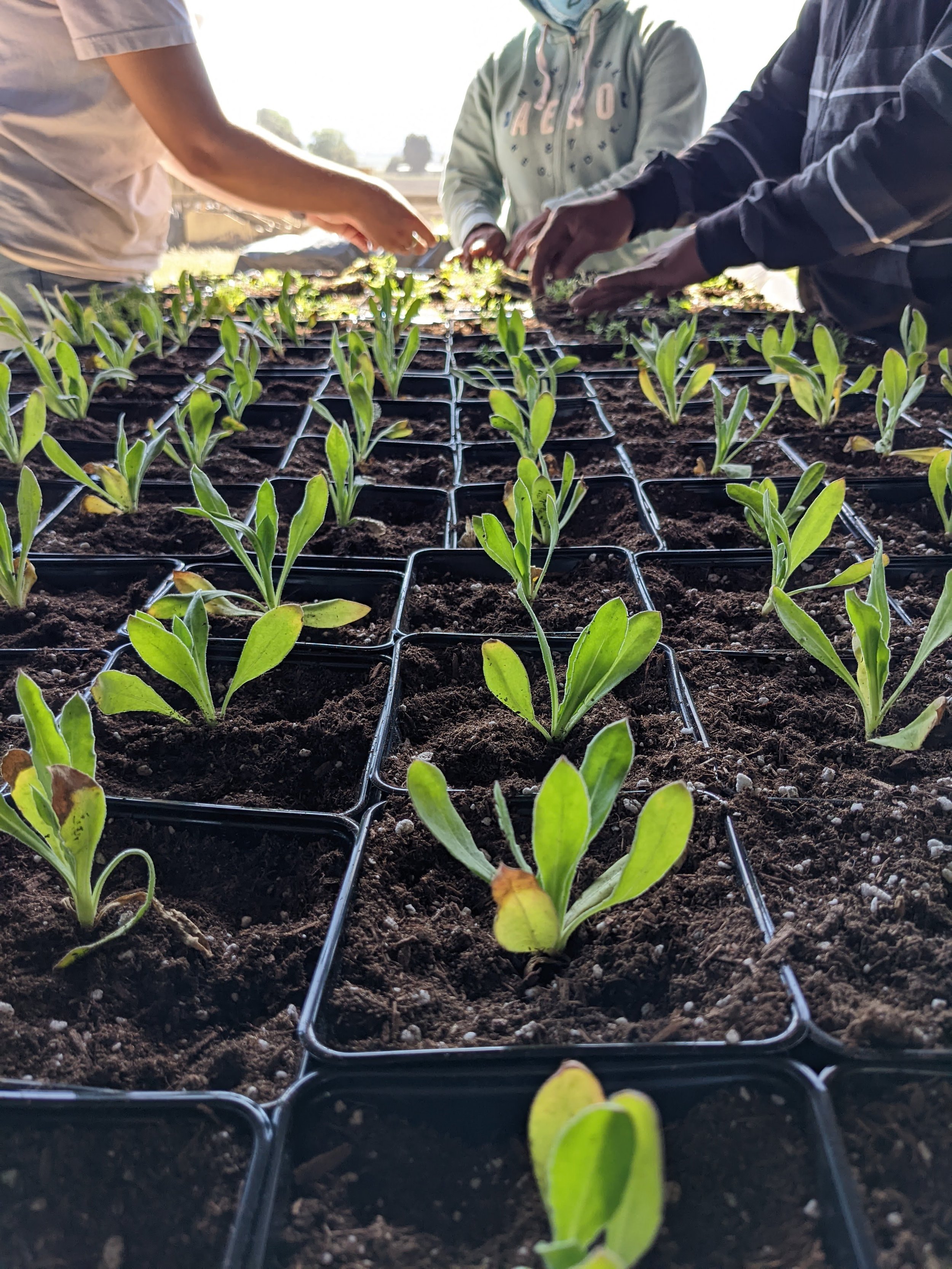 Baby flowers growing into their new homes.