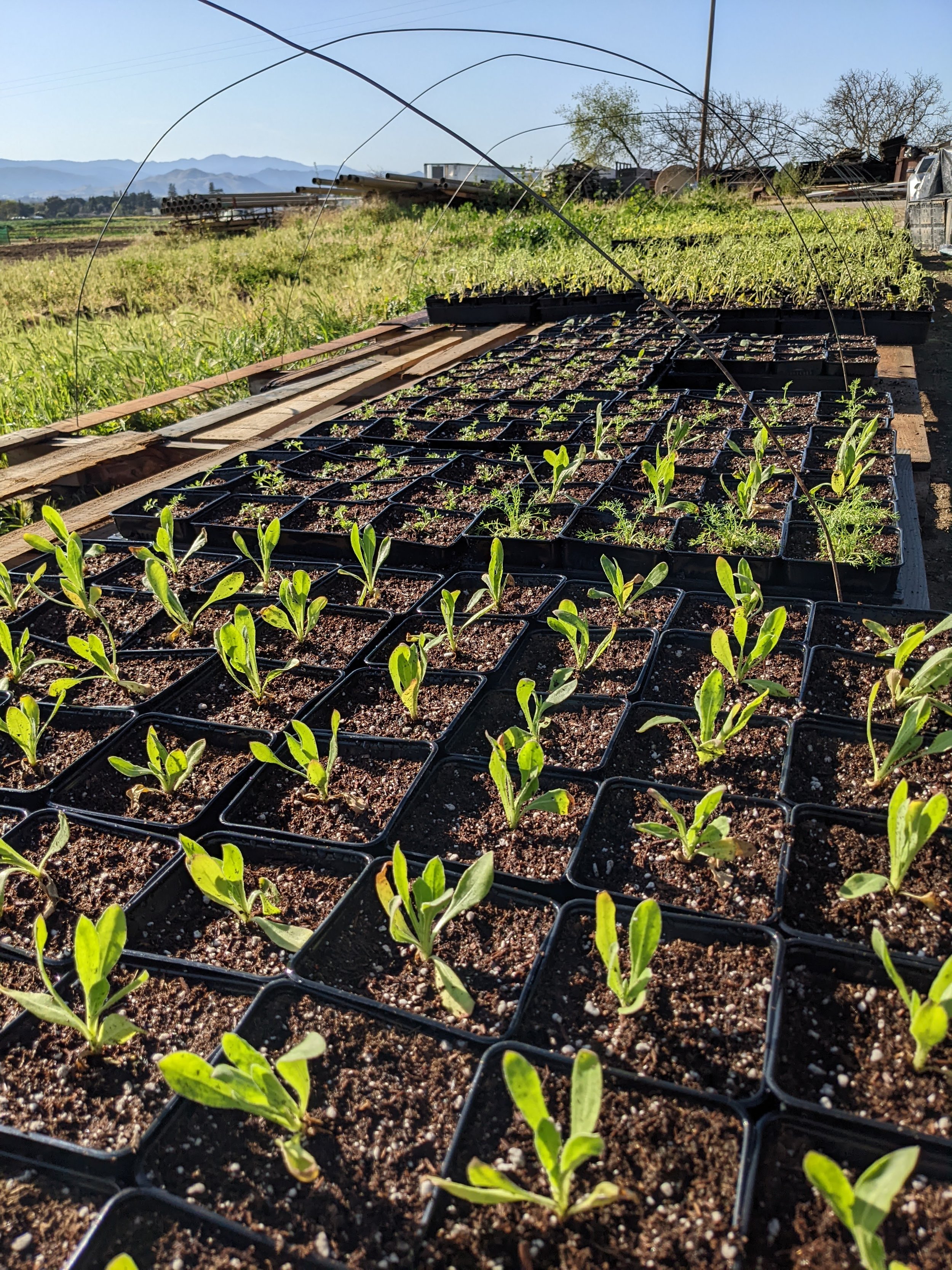 The make shift greenhouse as their 'waiting area.'