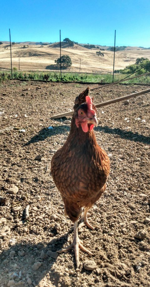 Thriving on my new fermented chicken feed.