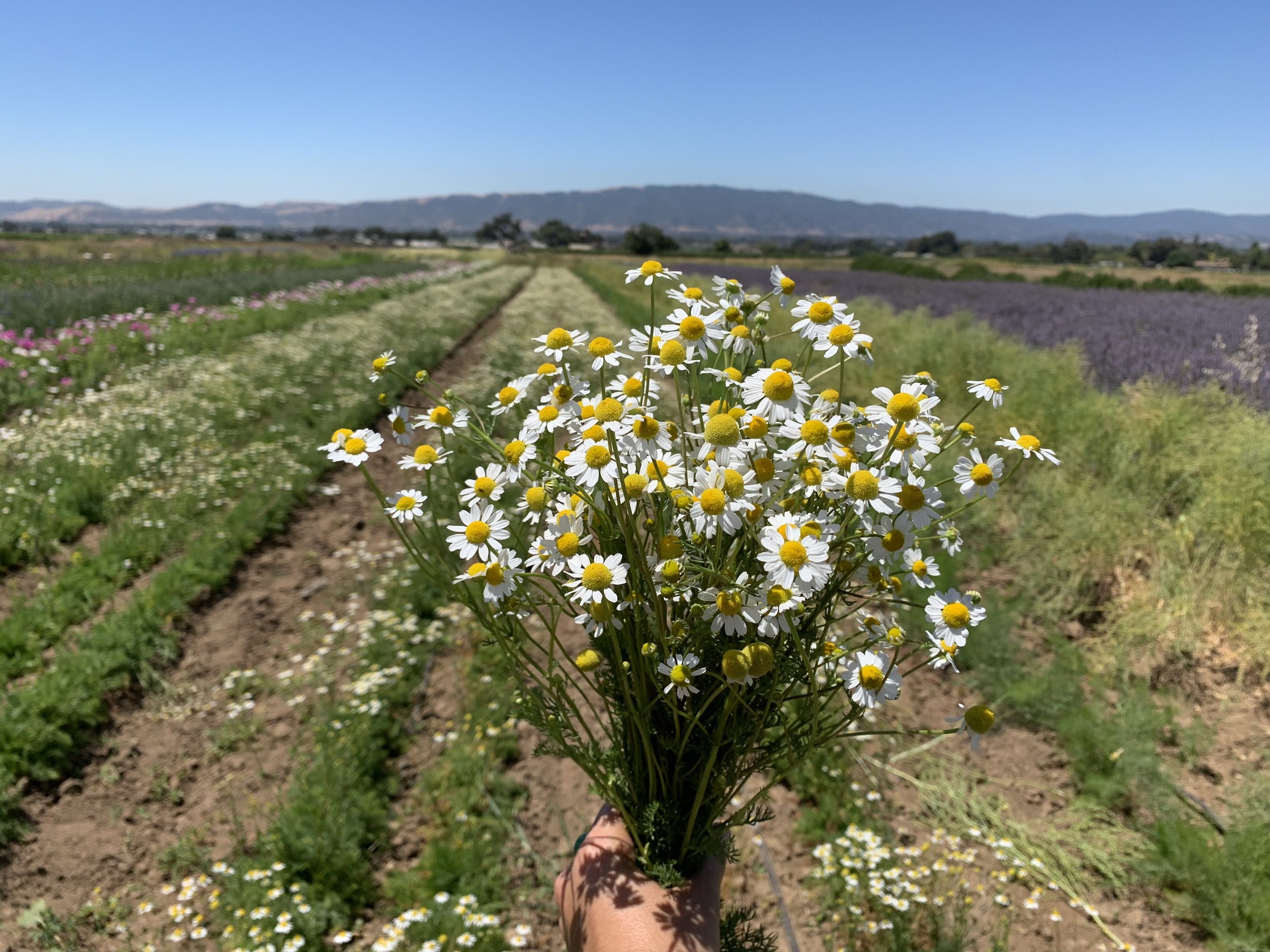 Successful chamomile, year 3! 