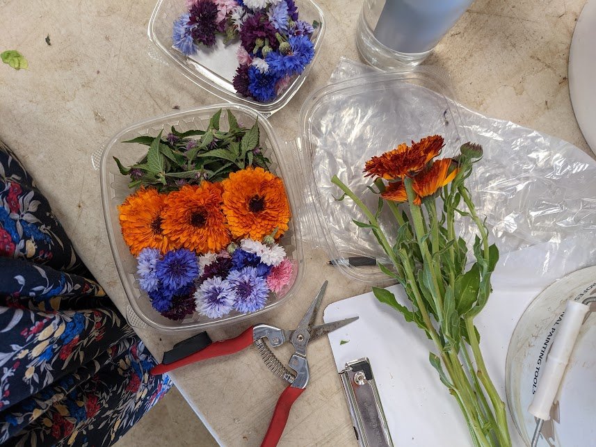 Edible flowers for sale at market and CSA!