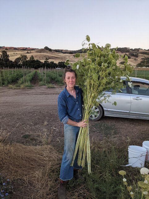 Sunset harvest anyone?