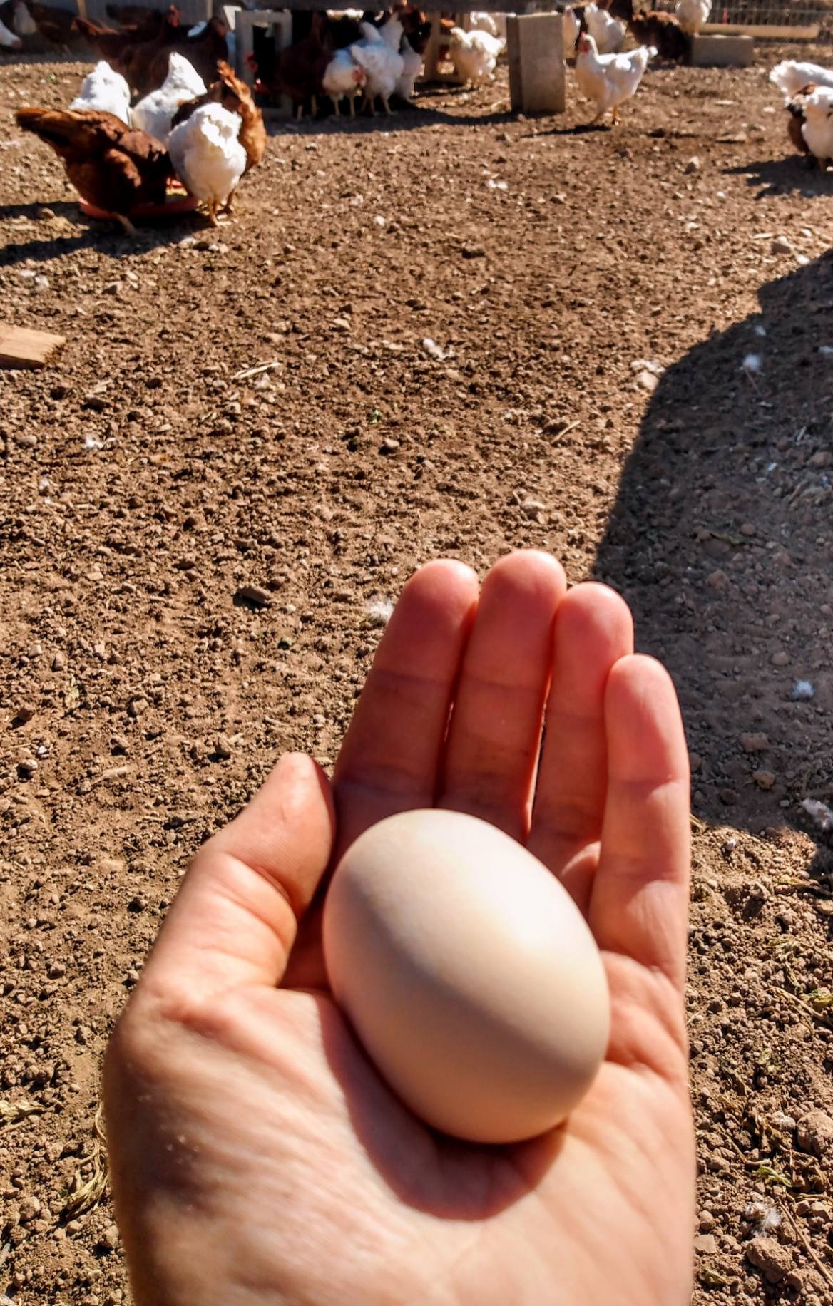 Making history! The first-ever S&amp;P grown egg. 