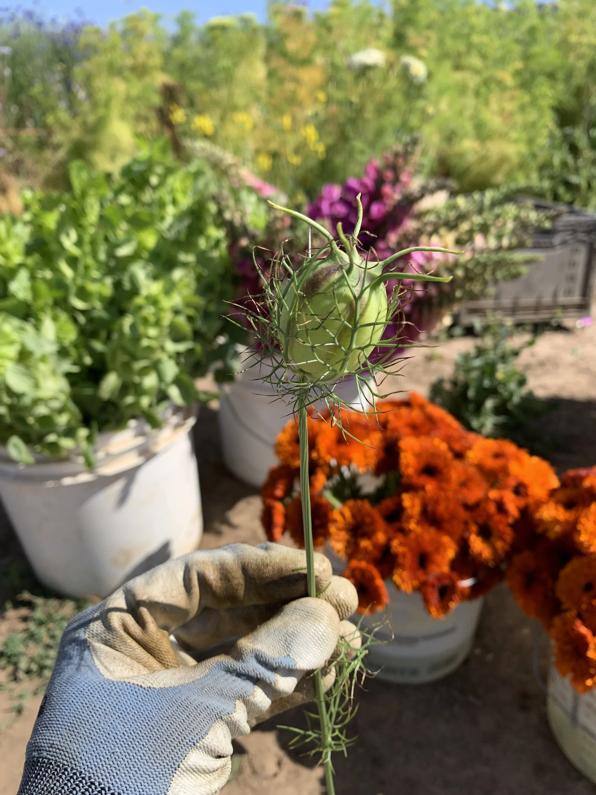 This Month In Photos May — Spade & Plow