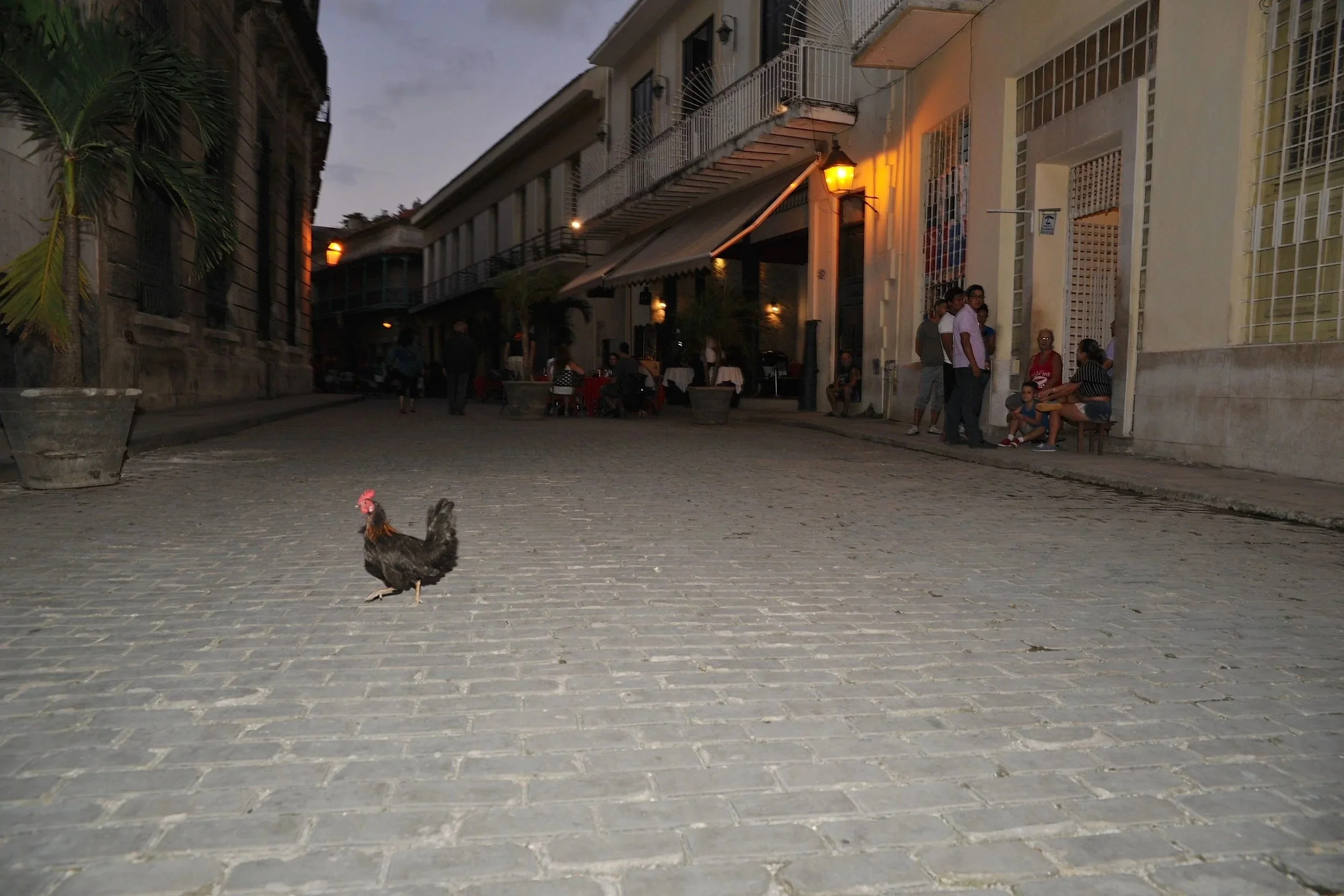 DSC_3900.jpg