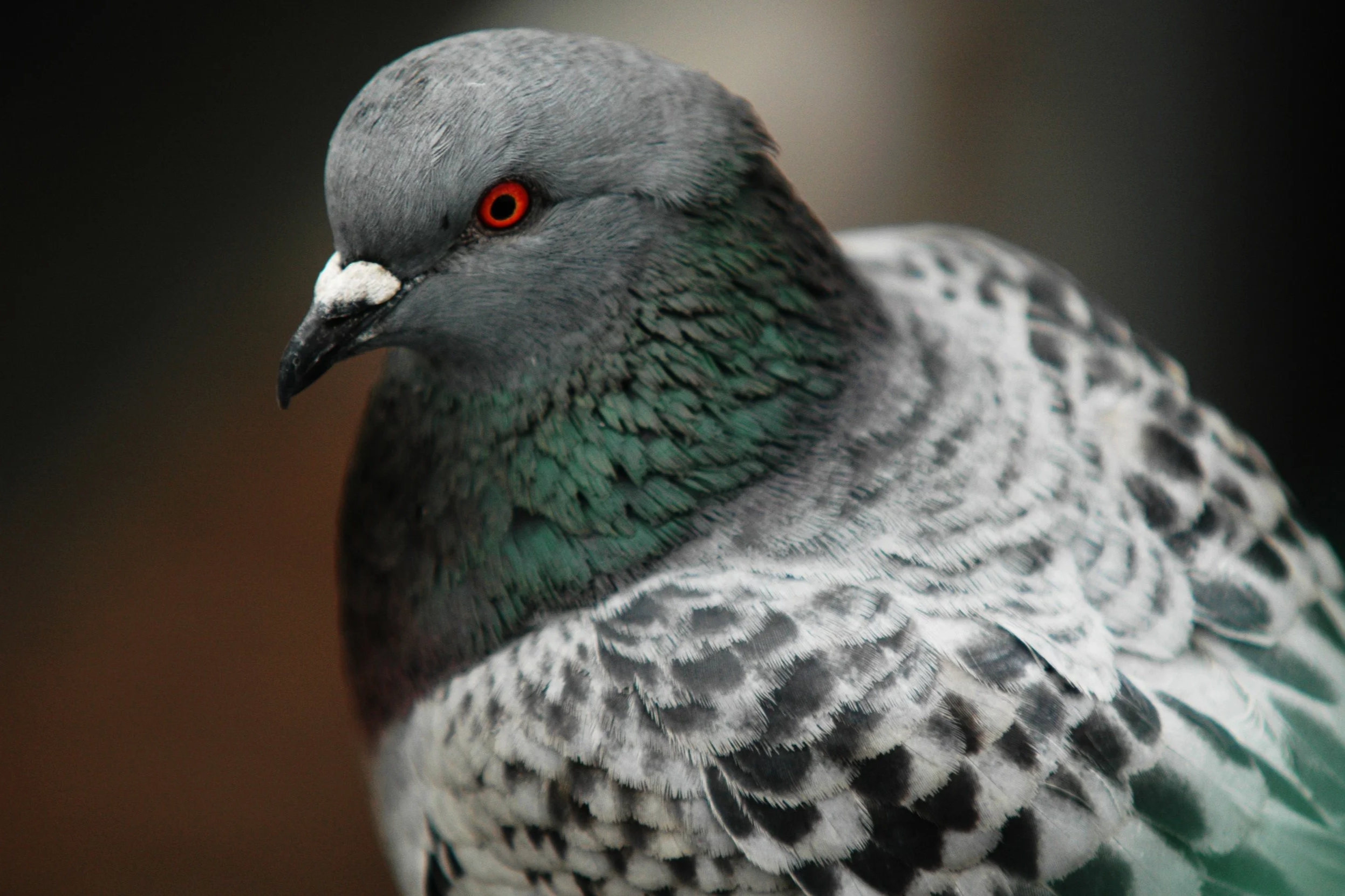DSC_0096.png