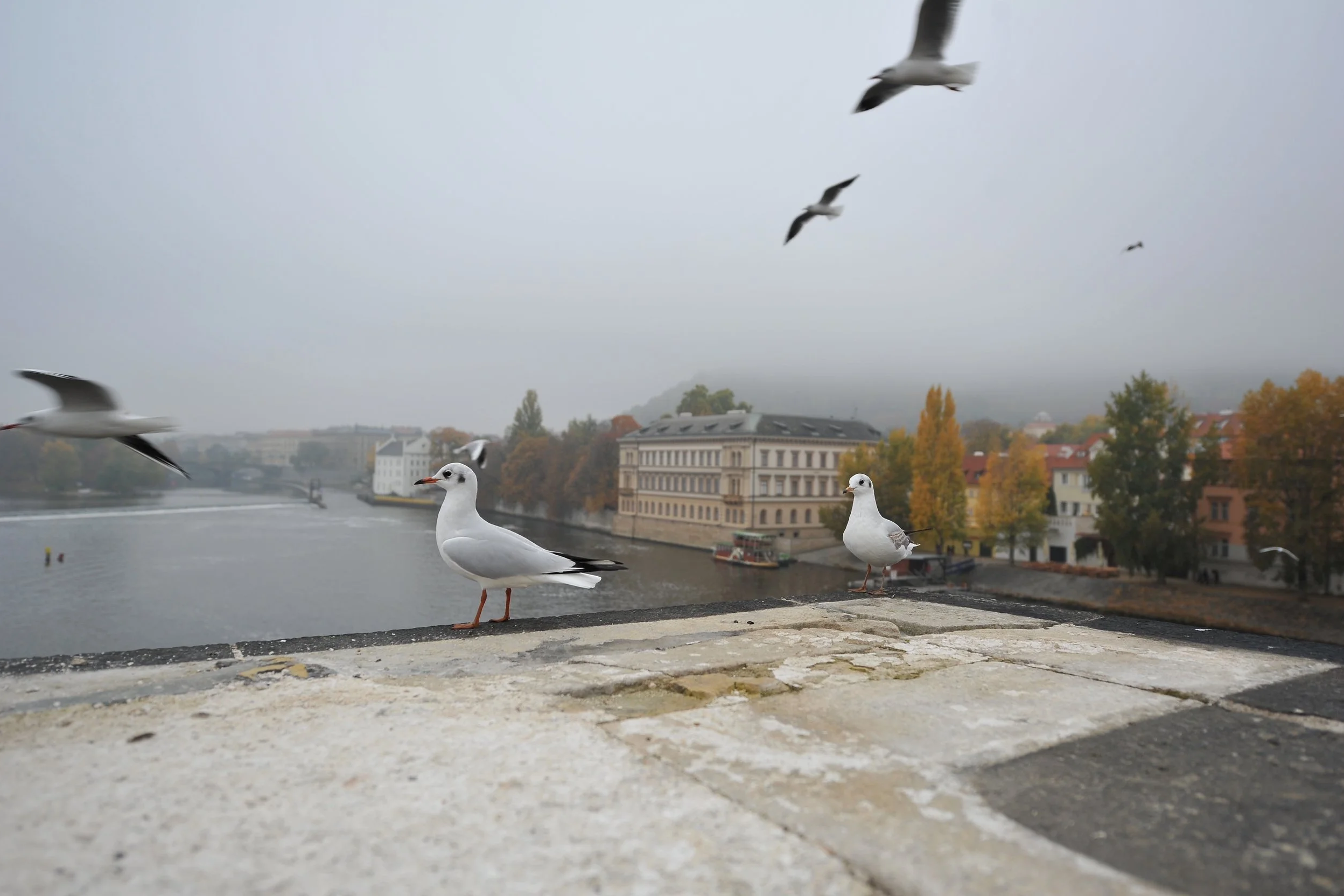 DSC_0229.png