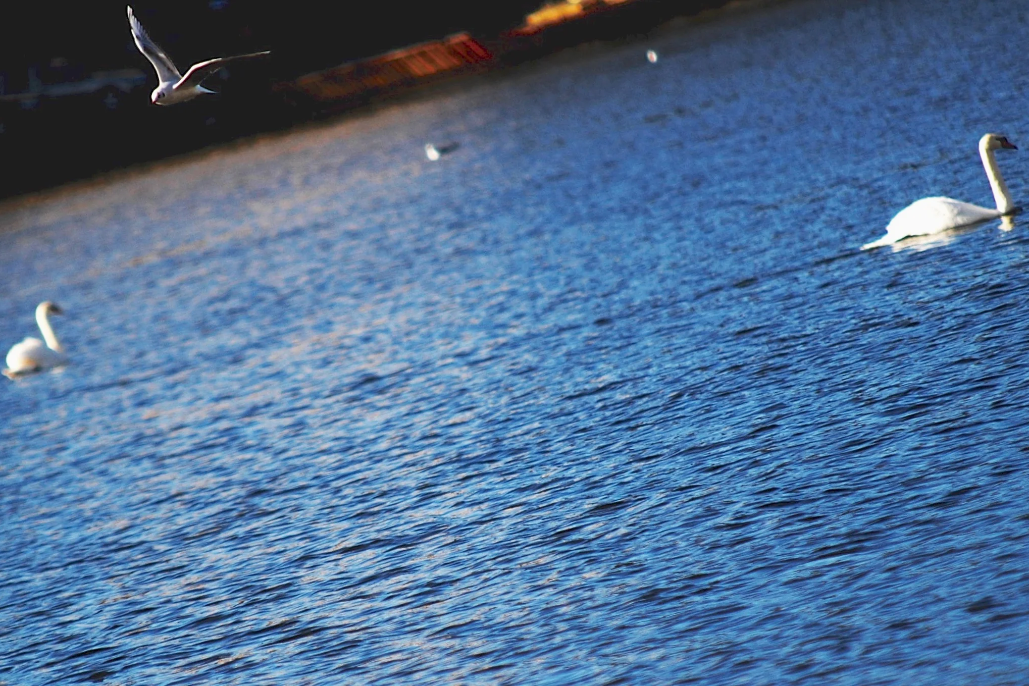 DSC_0085.png